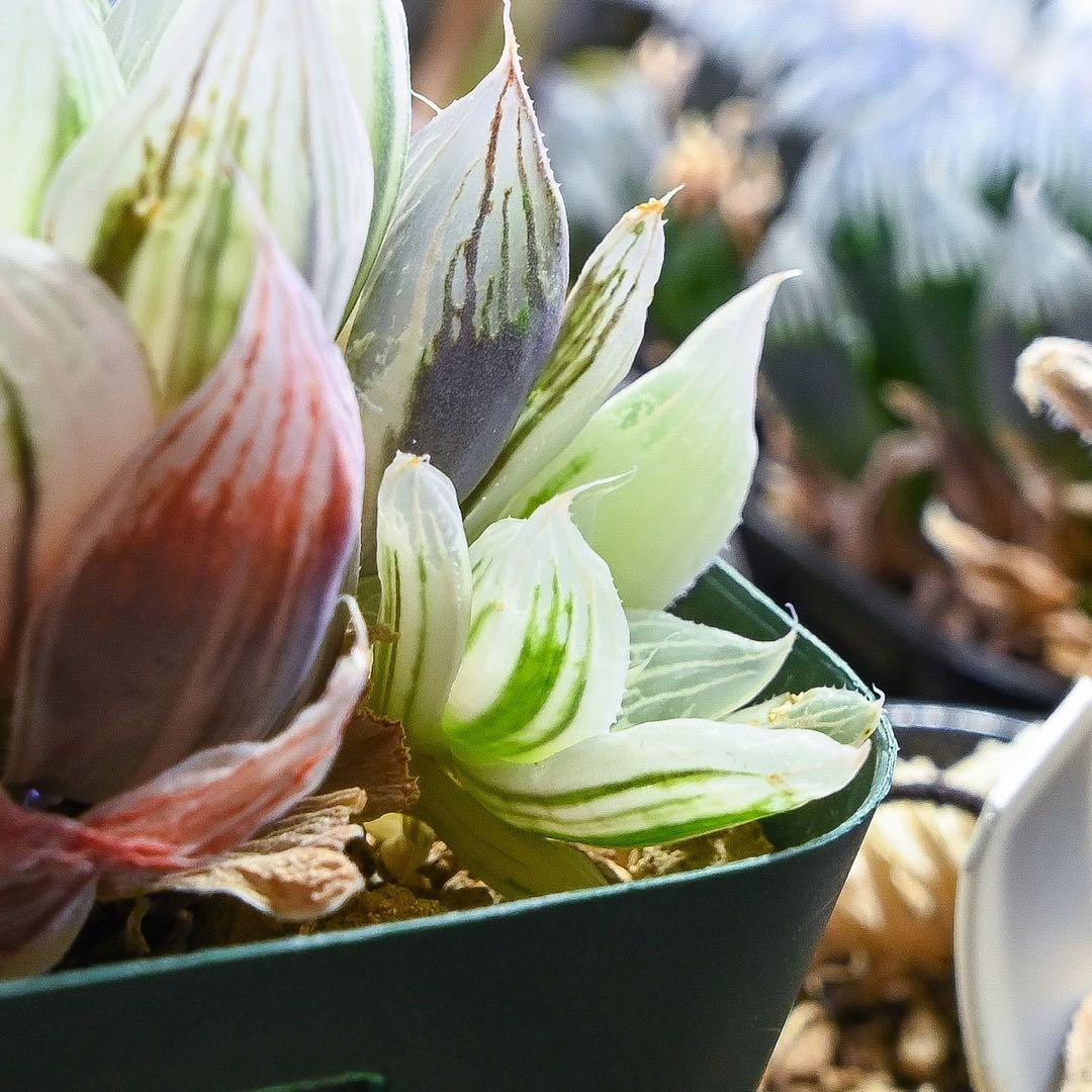 ハオルチア 白蛇伝 - メルカリ