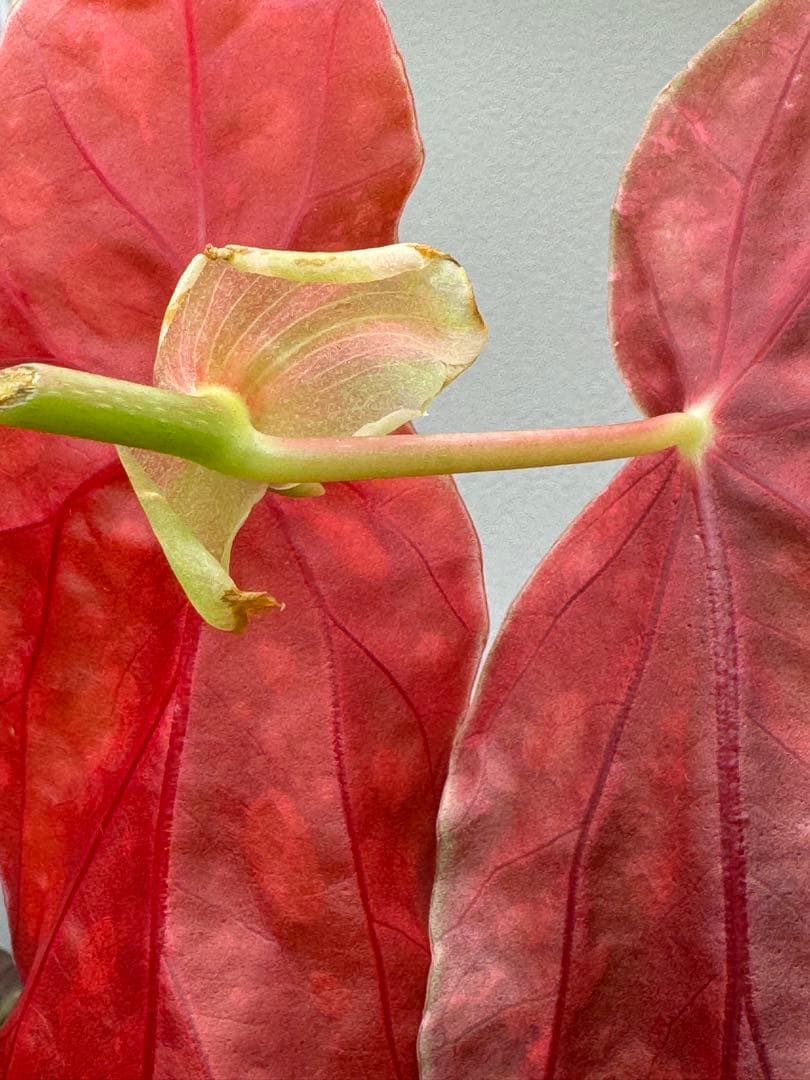 ☆希少☆ベゴニア マクラータ 斑入り 発根管理中