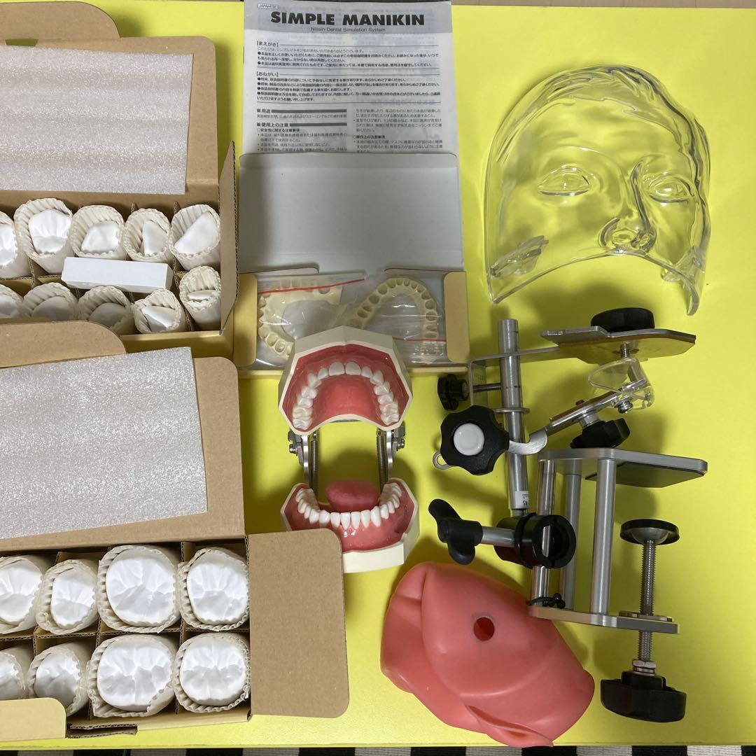 歯科　顎模型　nissin シンプルマネキン　歯科医師　歯科衛生士 シンプルマネキンⅢ｜株式会社ニッシン｜歯科模型・歯科材料のトップ