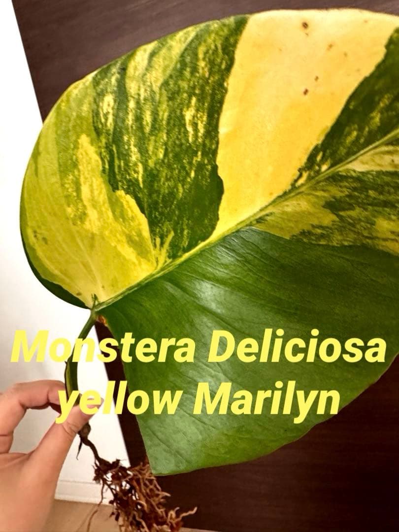 超希少】モンステラ デリシオーサ イエローマリリン しっかり発根済み