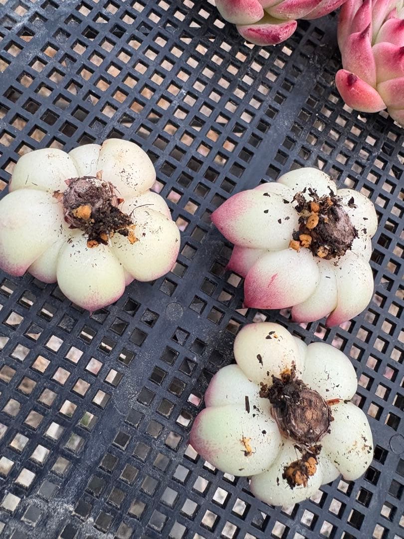 ☆彩乃助☆様 おまとめ追加分