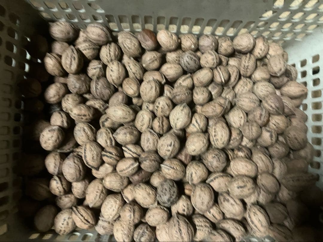 年末特別値下げL令和7年産　オニクルミ（鬼胡桃・鬼クルミ） 10kg 年末特別値下げL令和7年産 オニクルミ（鬼胡桃・鬼クルミ） 10kg 限定