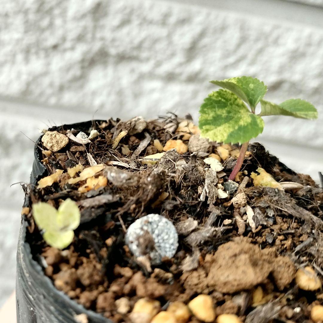 専用出品　本人以外ご購入　閲覧✕