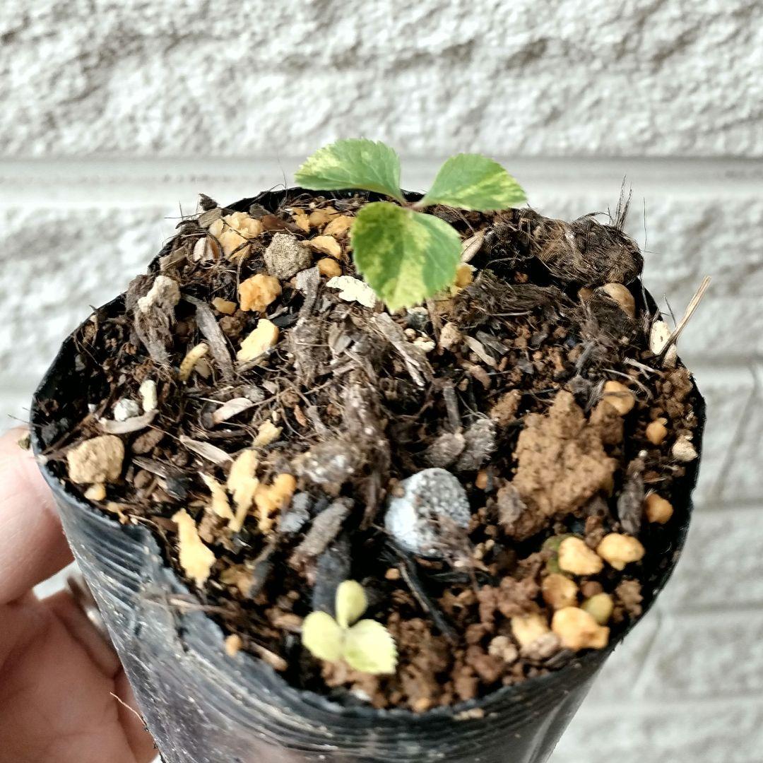 専用出品　本人以外ご購入　閲覧✕