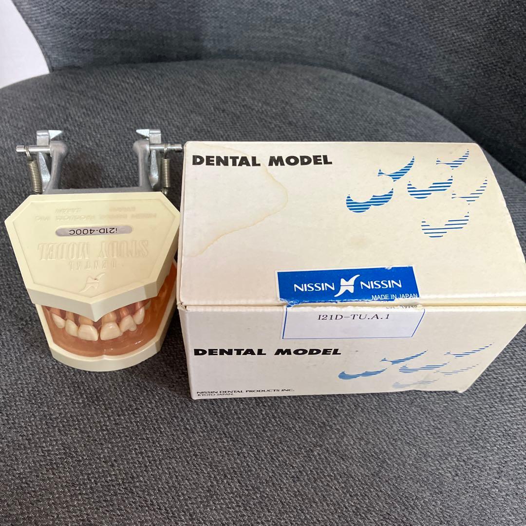 ニッシン　額模型 歯内療法実習用模型歯 [A22AN-500]｜株式会社ニッシン｜歯科模型・歯科