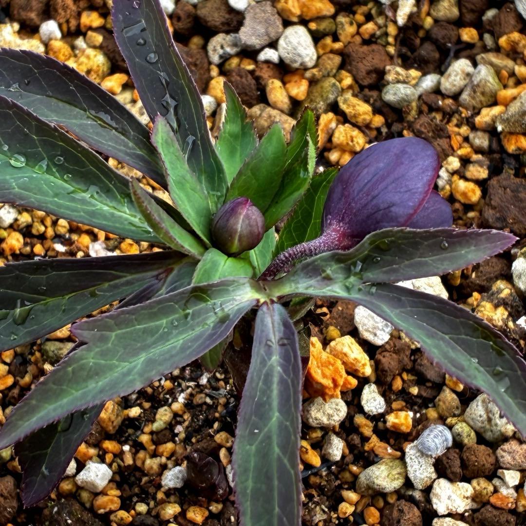 ラ*ク様 3577☘️蕾花付☘️極上☘️⭐️原生地採取⭐️croaticus⭐️