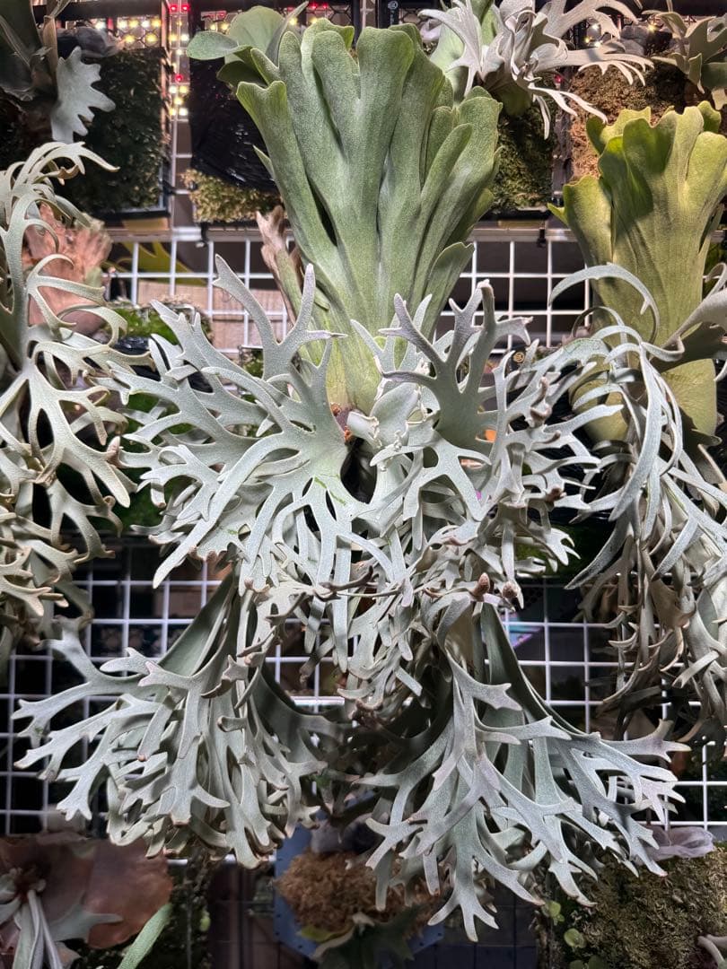 胞子　willinckii cv 伊右衛門　ビカクシダ　② 胞子 willinckii cv 伊右衛門 ビカクシダ 胞子 willinckii cv 伊右衛門