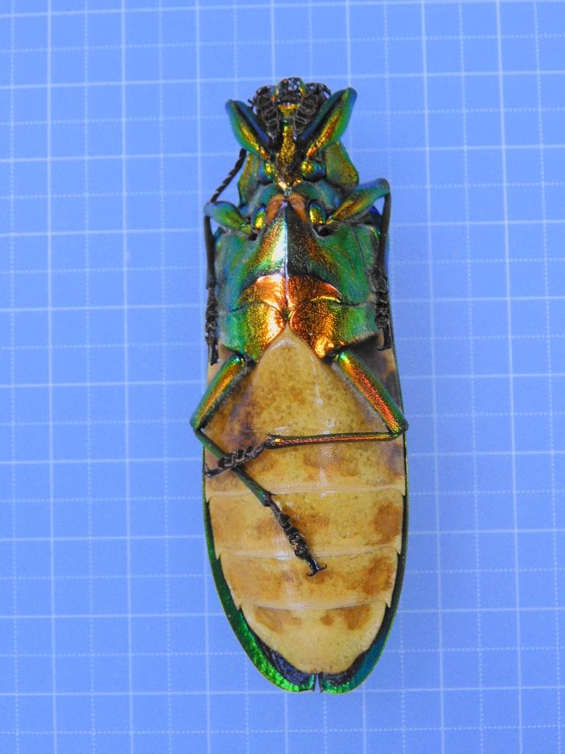 マレーシア産 最大種のタマムシ 74mm