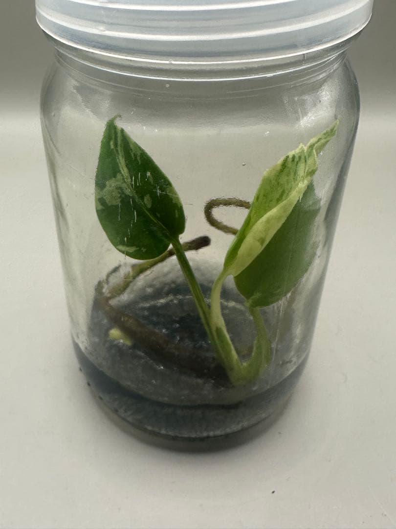 本日限定価格 希少株 Monstera Bulbasaurモンステラ・フシギダネ