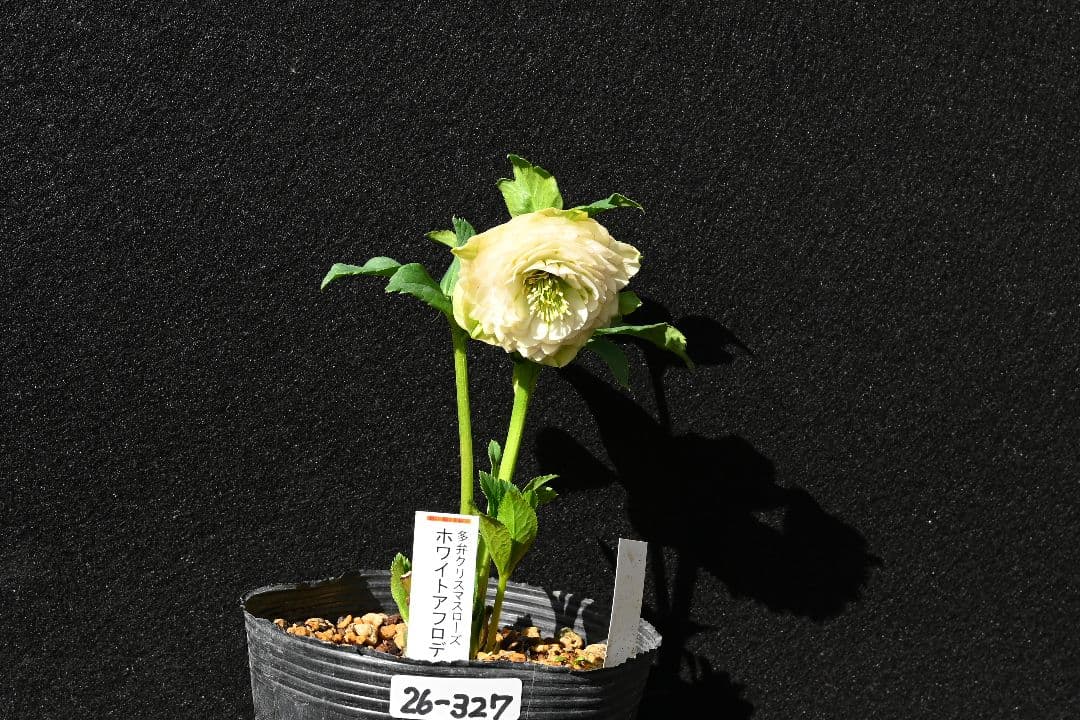 クリスマスローズ 認定ホワイトアフロディーテ メビウス交配最新花