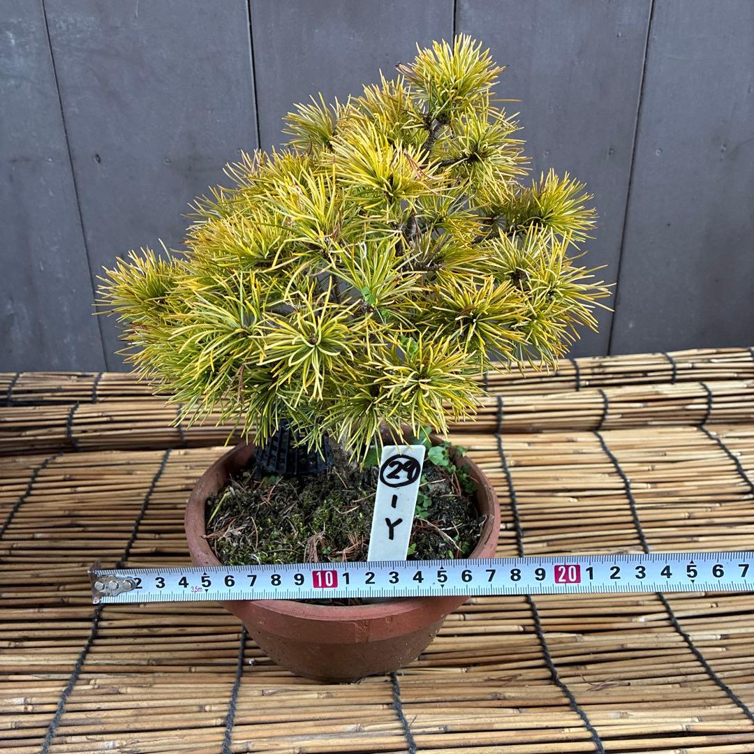 ☆盆栽☆ 赤石五葉松【Y-29】9年物 ☆愛媛県より発送☆ - メルカリ