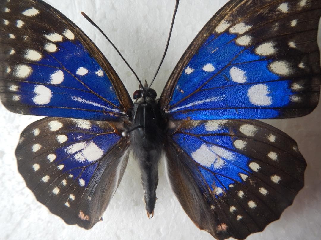 J*e様 モルフォオオムラサキ；１頭♂（飼育）