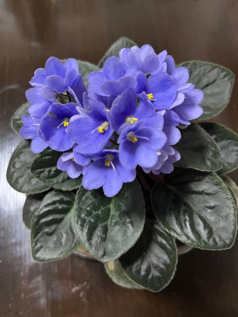 マジョ　クリーム　き⭐︎ら ラッシュジェリードロップ EX プレミアム｜マスカラ｜マジョリカ