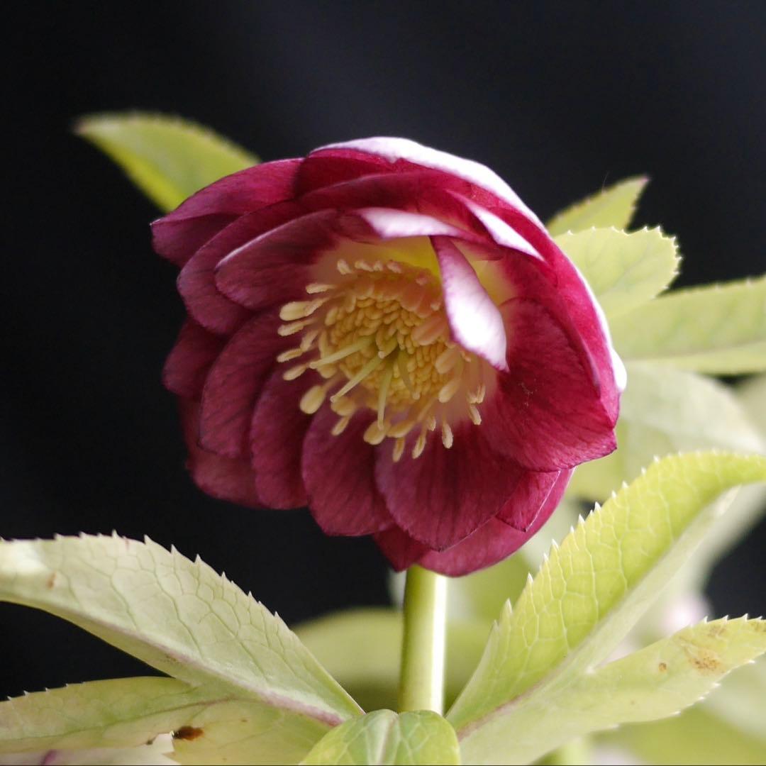 2295 紅白の輝き クリスマスローズ 開花株