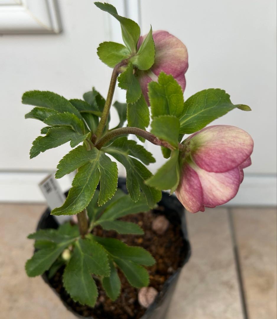 クリスマスローズ 毬姫 グロス系 加藤農園 - メルカリ