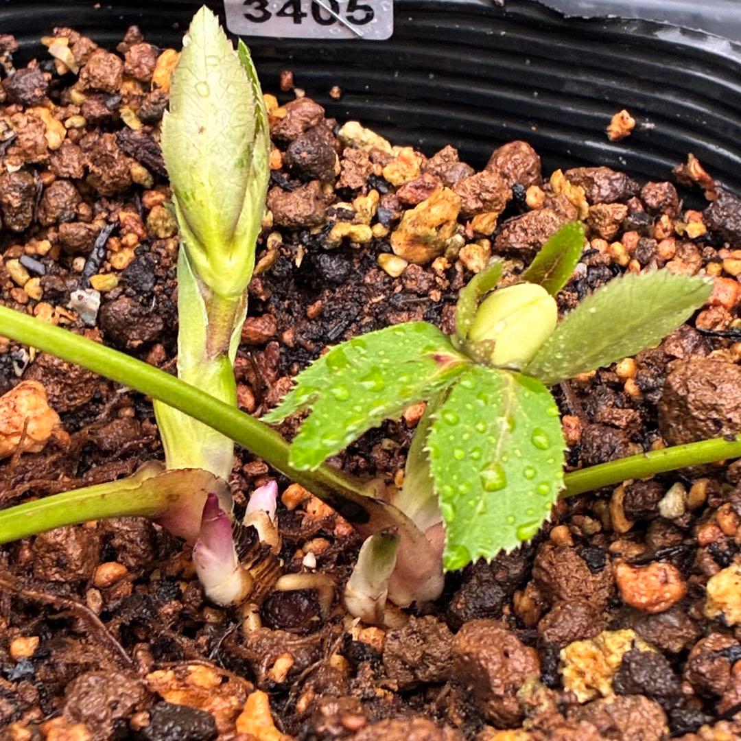 プ*ン様 3405☘️蕾付き☘️⭐️超小輪⭐️コロコロ手毬咲き⭐️ピコティー⭐️