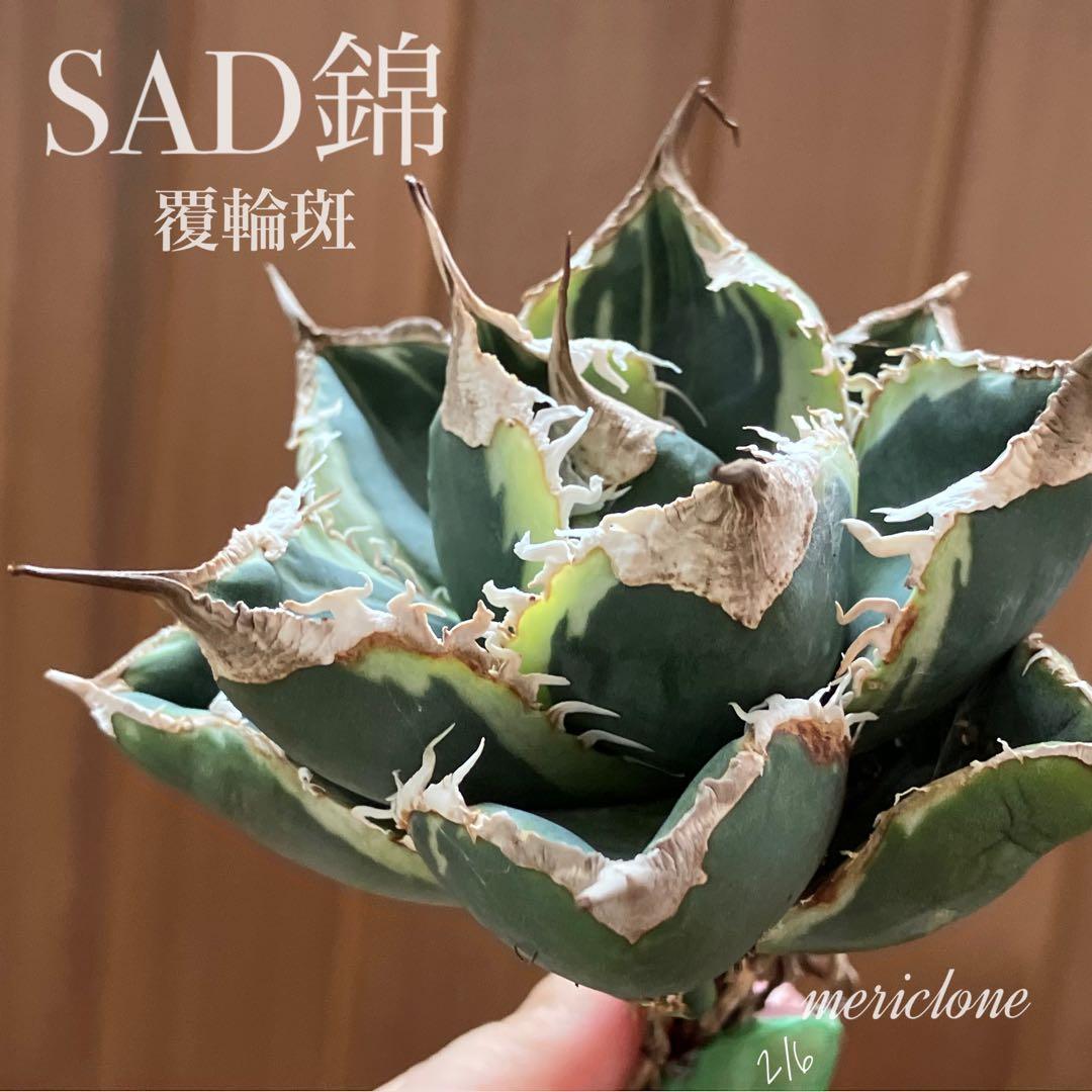 215 mkmsv様 リクエスト 2点 まとめ商品　置き配指定 まとめ買い依頼機能 - メルカリ スマホでかんたん フリマアプリ