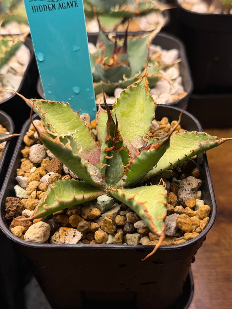 アガベ エボリスピナ× BB hybrid ハイブリッド【発根活着済】② - メルカリ