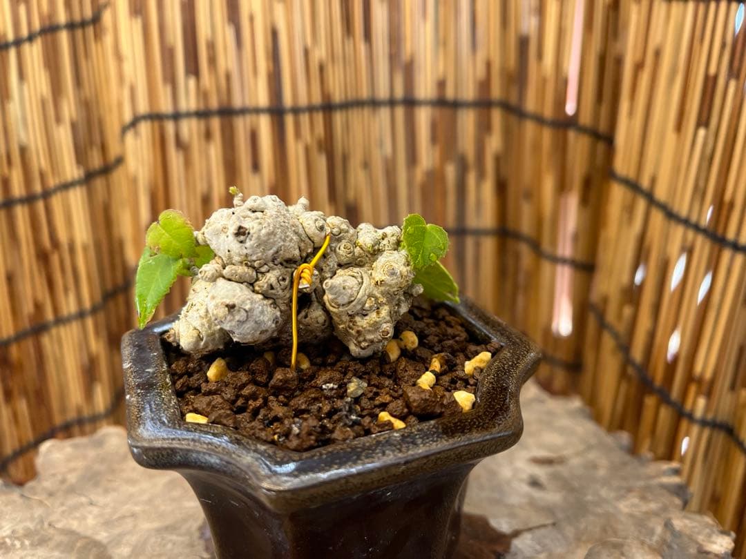 ✨✨✨オキナワオオハマボウ【◎良品素材】検/ユウナハート葉♪happy