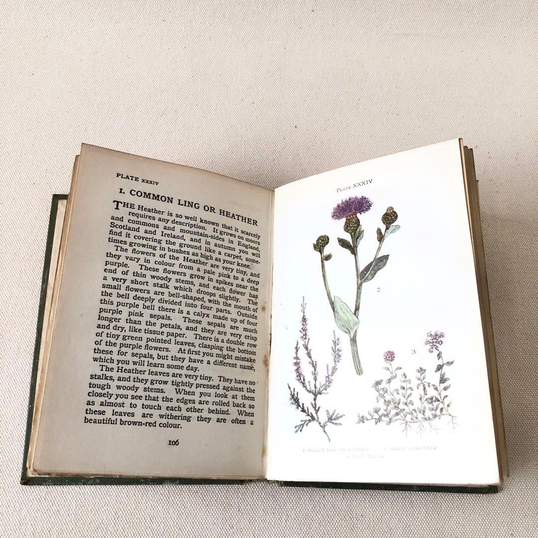 1900年代初期版！ イギリスの希少なアンティーク植物図鑑 花の図鑑