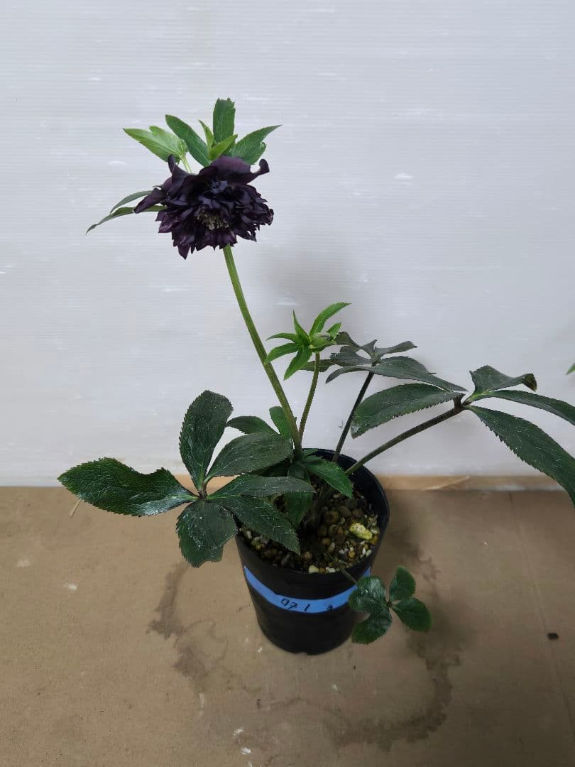 ☆クリスマスローズ☆多弁 変わり咲き☆5号鉢☆ - メルカリ