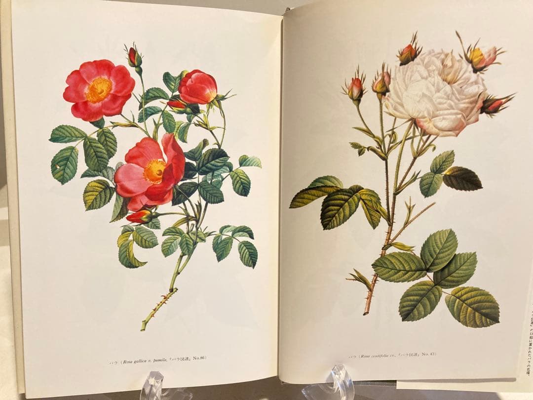 《初版》バラの画家 ルドゥテとその時代　ハードカバー　【コレクター商品】