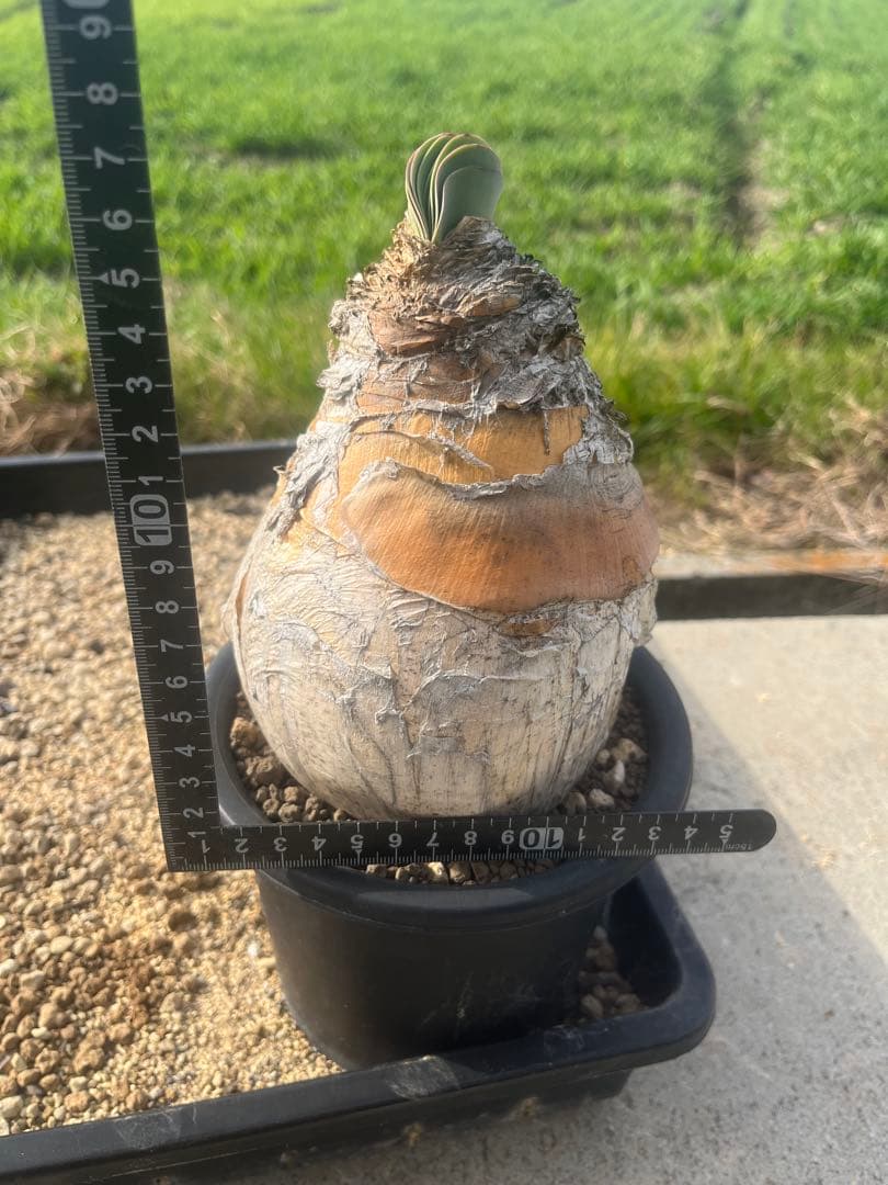 新春特価 ブーファン ハエマンソイデス 鉢ごと発送 発根済