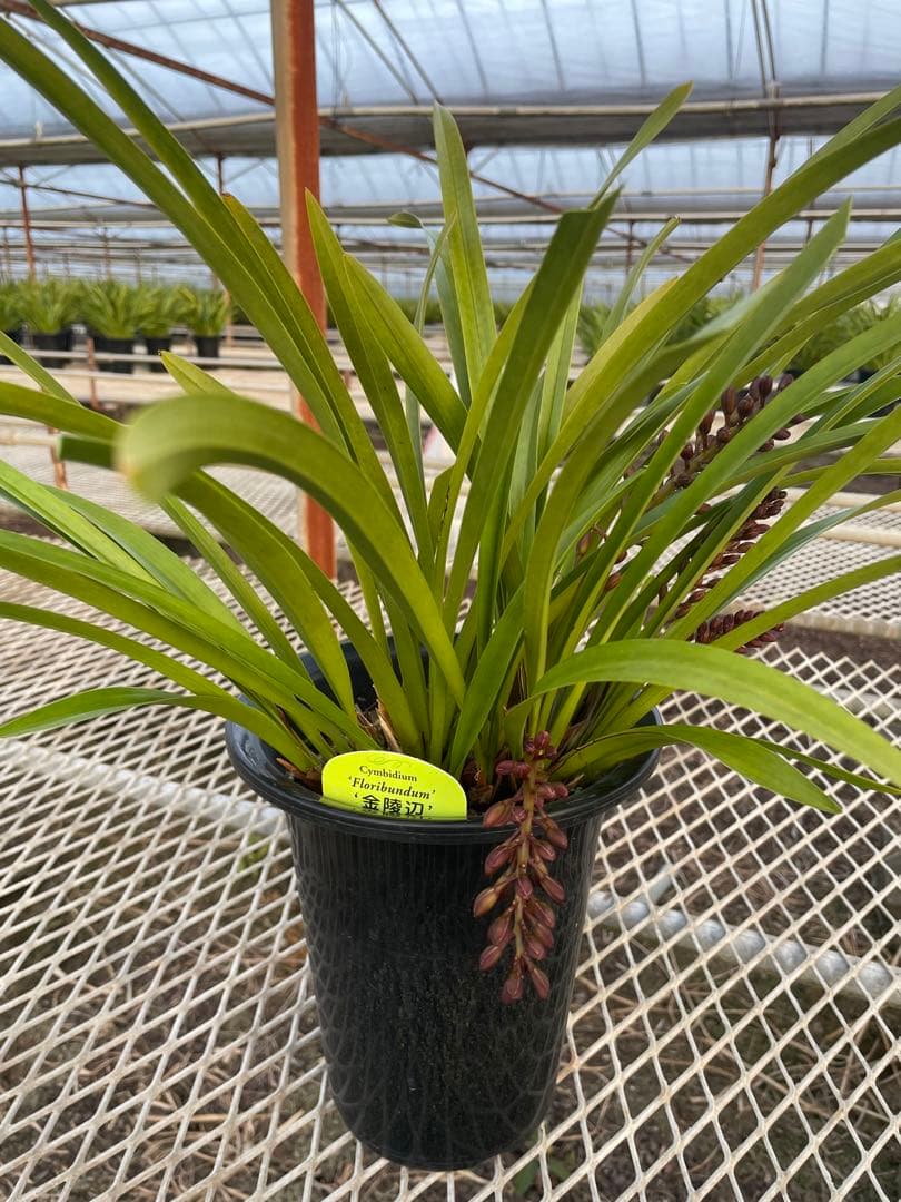 R8年キンリョウヘン花芽4本#7 - メルカリ