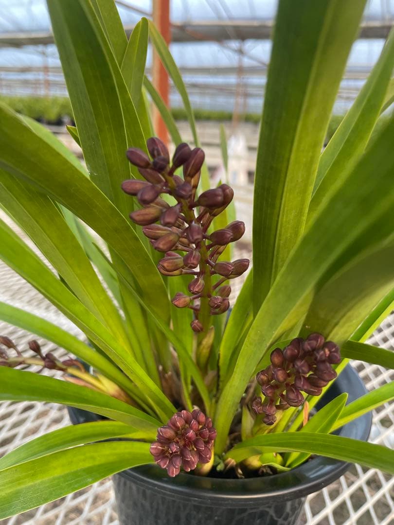 R8年キンリョウヘン花芽4本#7 - メルカリ