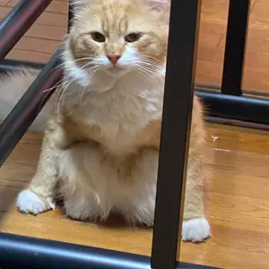 70シリ 大谷翔平Rainbow Foil ToppsProject 70 - メルカリ