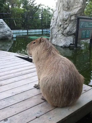 美品】 カンタベリー モッズ コート フィールド パーカー M オリーブ