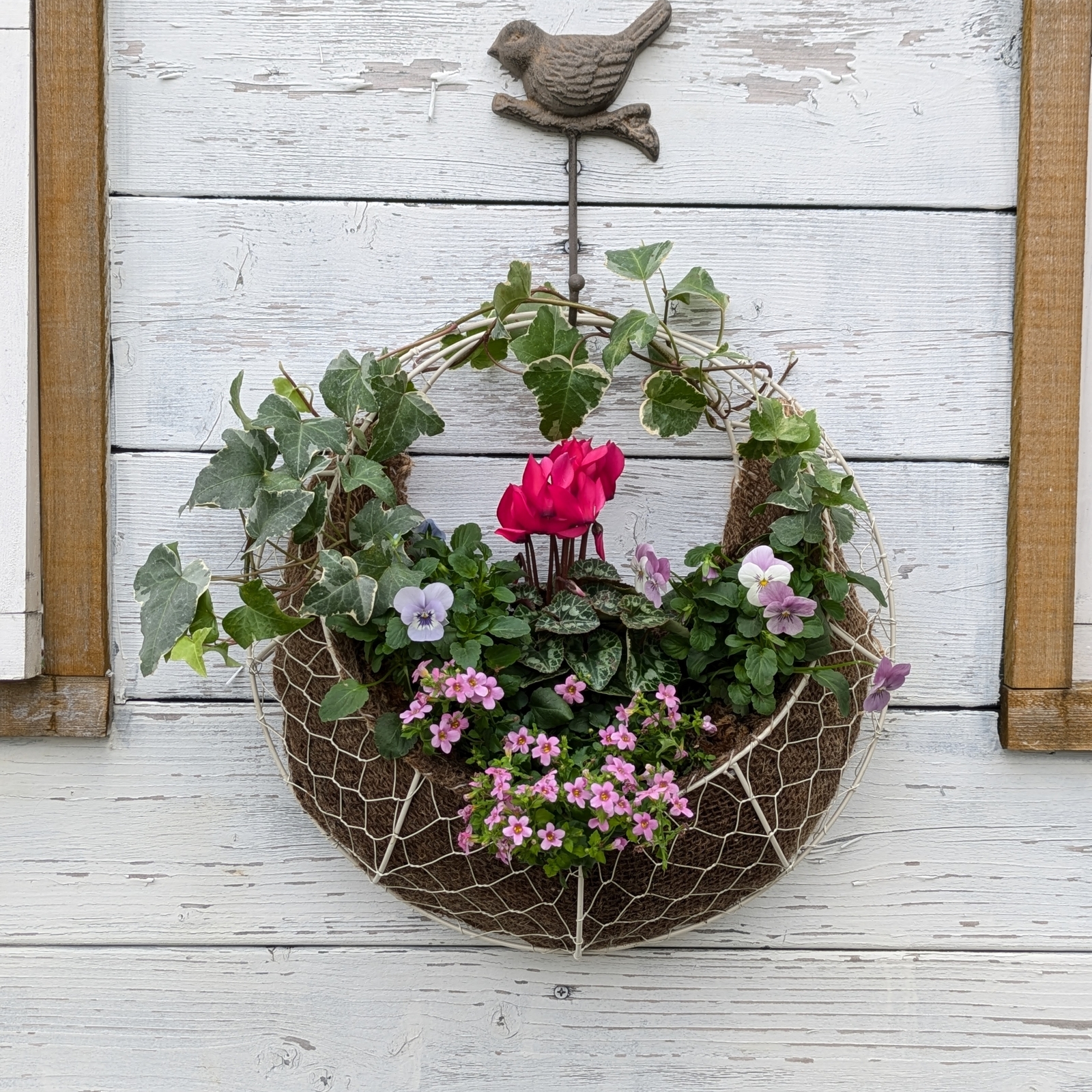 🌸季節の寄せ植え♪サザンクロスとガーデニングシクラメン - 🌿ログ