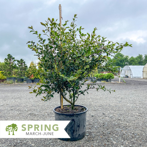 Setsugekka Camellia - Camellia sasanqua 'Setsugekka' | Shepherdssupply