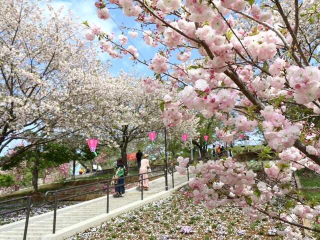 静峰ふるさと公園の桜開花・満開 天気情報 2026 - 日本気象協会 tenki.jp