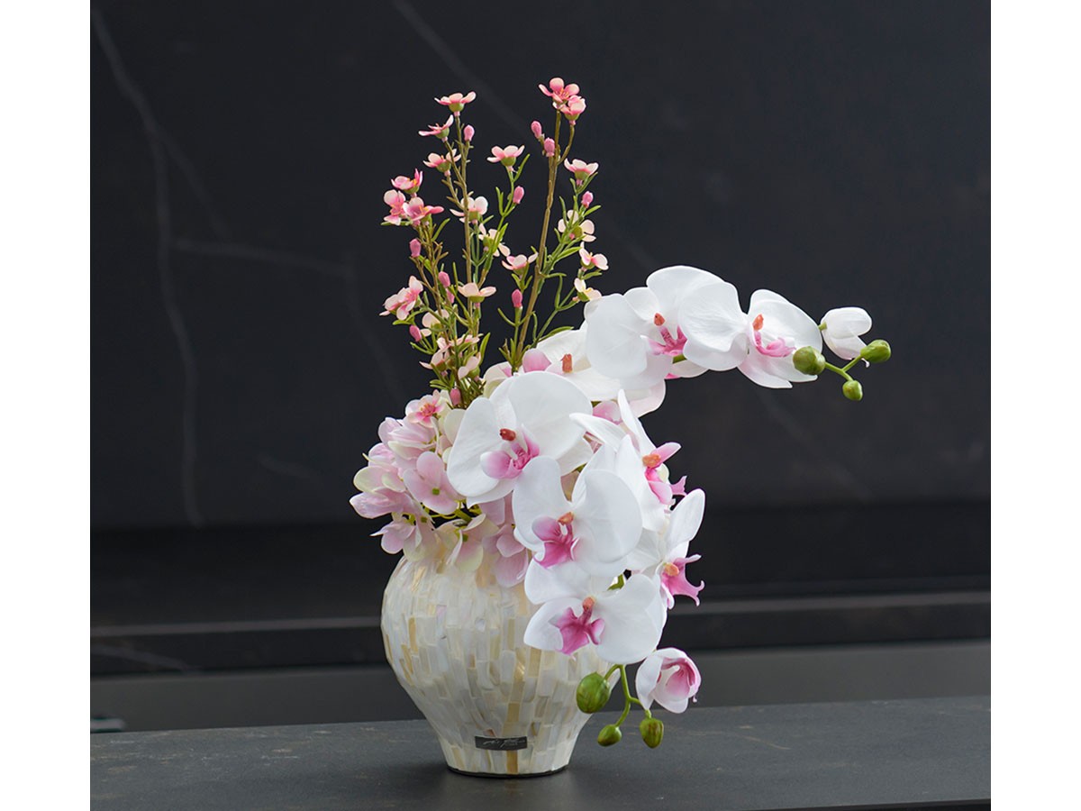 EMILIO ROBBA PHALAENOPSIS / エミリオロバ ファレノプシス 2L リップ