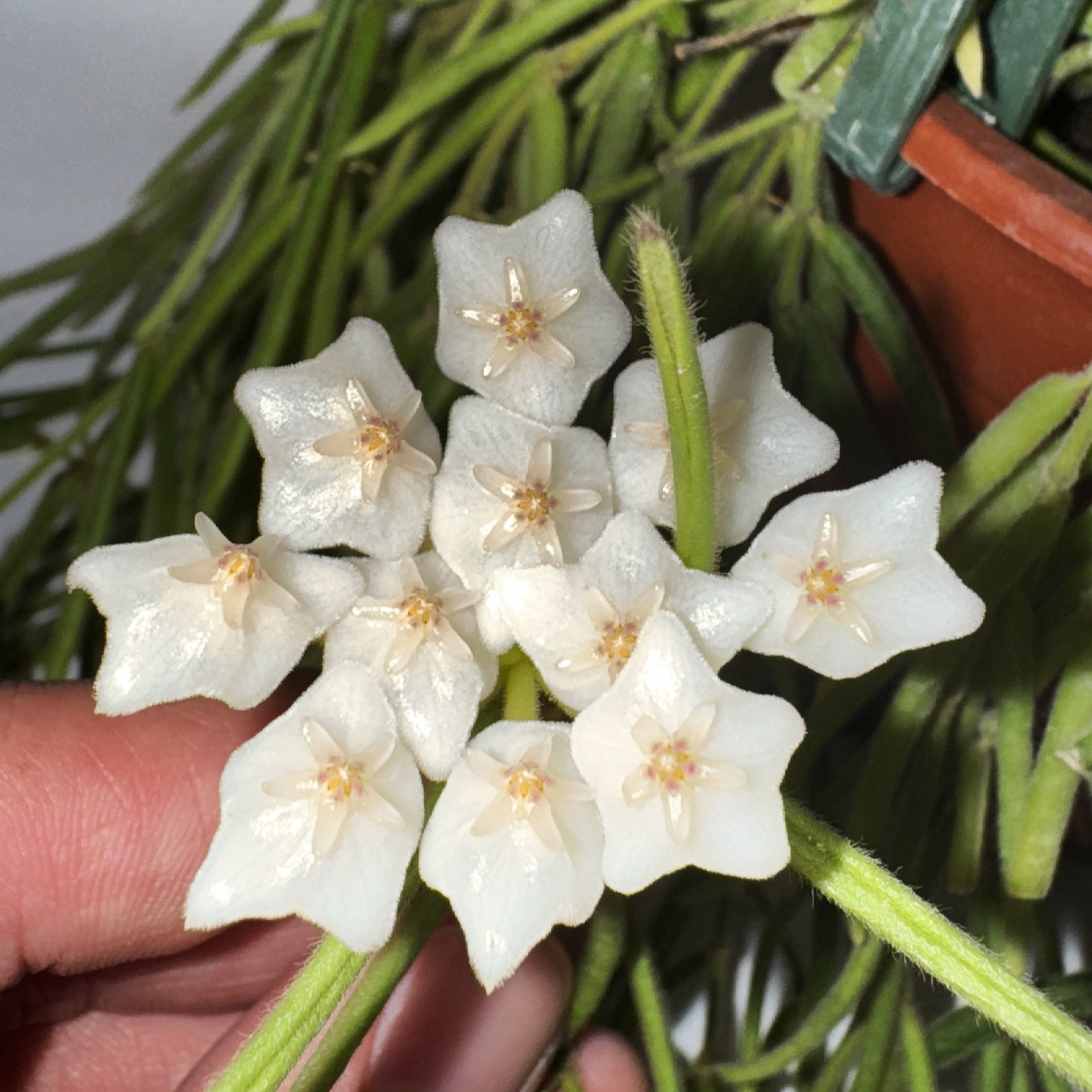 Hoya Linearis | Plant with White Star-Shaped Flowers | Steve's Leaves