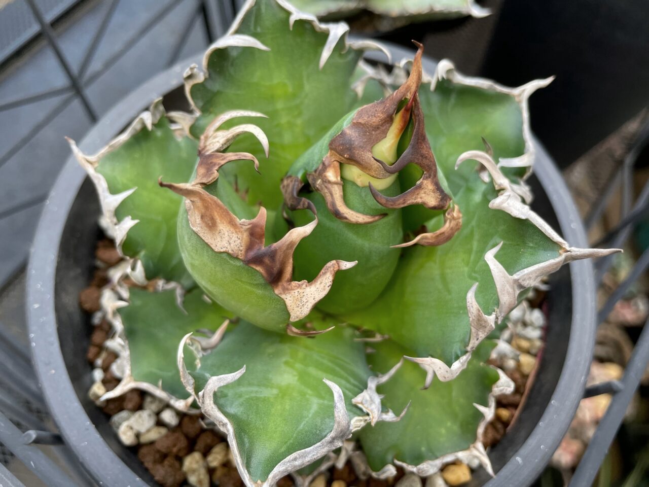 アガベ レッドキャットウィーズル / 厳ついノギのゴリ猫さん