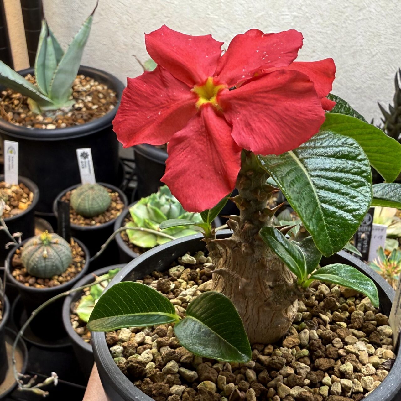 ウィンゾリーの赤い花が咲いた！ | すごいグリーン