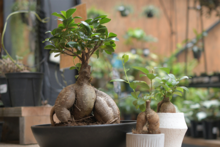 ガジュマル（多幸の木） | 植物の育て方 | 大阪・堺市東区の植物販売