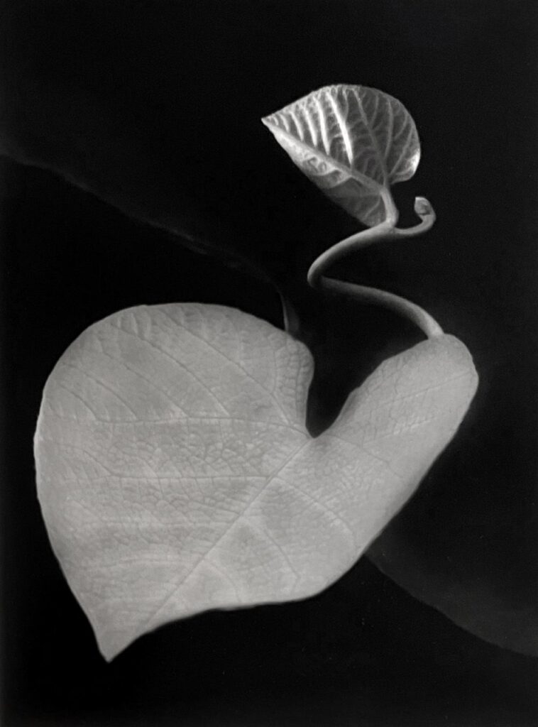 Paul Caponigro - Susan Spiritus Gallery