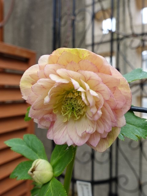 謙信様ご購入苗㉖-305㉖-317クリスマスローズ 謙信様ご購入苗㉖-305㉖