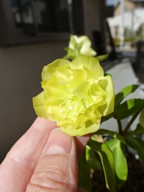 sale!!】 加藤農園 dd グロッシーカラー☆ イエロー - クリスマス